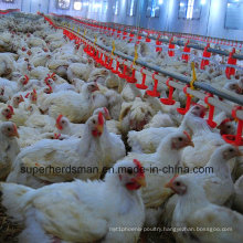 Full Set Chicken Feeding Equipment for Broiler